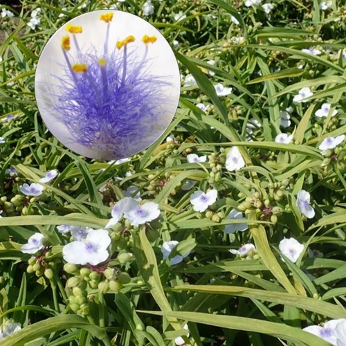 Tradescantia × andersoniana 'Angel Eyes' - Andersoni tradeskantsia 'Angel Eyes'